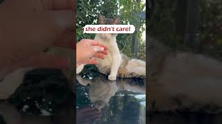 The Street Cat has rejected me asmr cat catlover [upl. by Annaegroeg]