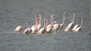 Parade nuptiale du flamant rose Camarque [upl. by Blakely]