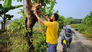 The story of building and replacing a birds nest  how to make nest for birds at home [upl. by Kenay766]