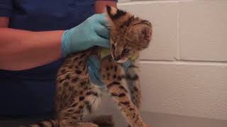 Serval and caracal kittens destined for exotic pet trade rescued and recovering [upl. by Dupuis]