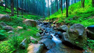 Morning birdsong Peaceful creek flowing through bushes [upl. by Kattie]