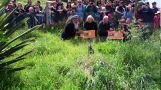 Takahē release on Motutapu Island [upl. by Esydnac339]