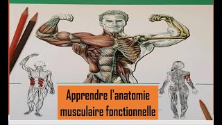 Apprendre lanatomie musculaire fonctionnelle [upl. by Surtimed]