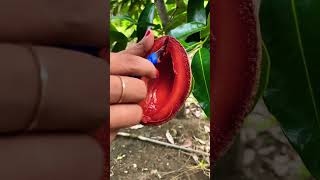 Mamey sapote lorito mameysapote [upl. by Dranreb]