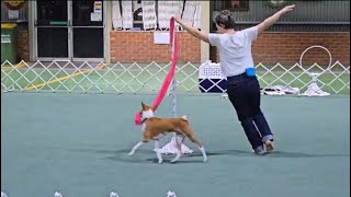 Basenji dance training  Oringo working on new routine [upl. by Ardnaeed]