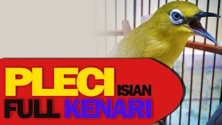 Pleci Isian Full Burung Kenari [upl. by Bencion815]