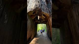 Dead Giant Tunnel Tree at Tuolumne Grove Yosemite National Park CA [upl. by Eessej]