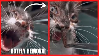 Cat botfly removal [upl. by Aixela278]