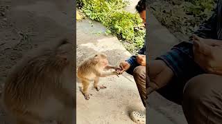 Kuchi kuchi Pawar awaaz Karta hai natakshrots funny video ❤️🐒👉🙊🙊😅😂😀🤪🤪 [upl. by Gnut]