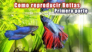 Como reproducir bettas con exito [upl. by Ardnazxela]