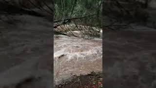 Breaking the Banks nature forest water stream waterfall [upl. by Ortrud]