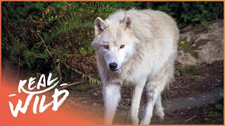 Pack Life At Yellowstone National Park  White Wolf  Real Wild [upl. by Tound947]