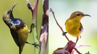 OliveBacked Sunbird  YellowBellied Sunbird of Singapore Documentary [upl. by Ahsilram]