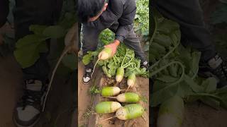 Fresh radish harvesting and cutting process [upl. by Akers]