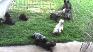 Cute Bouvier des Flandres puppies playing and bouncing [upl. by Ailido538]