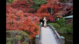 JG8K 山口 紅葉の長府庭園 YamaguchiChohu Garden in Autumn [upl. by Shirley]