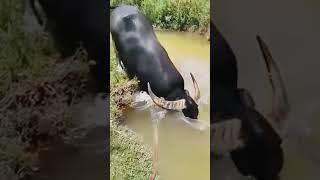 Buffalo In Water shortvideo buffalo animal [upl. by Kursh606]