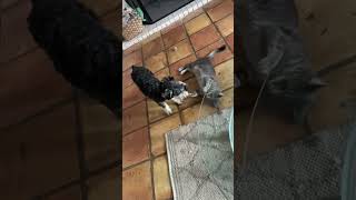 Cat and Dog Playfully Fight Each Other  1523601 [upl. by Enaira603]