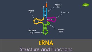 tRNA Structure and Functions of tRNA  Basic Science Series [upl. by Ardussi280]