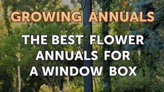 The Best Flower Annuals for a Window Box [upl. by Flavio]