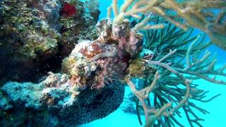 Best Diving in the World Cozumel  Mexico GoPro Hero3 [upl. by Eniahpets]