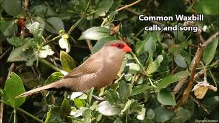 Common Waxbill calls and song [upl. by Suoivatnod427]