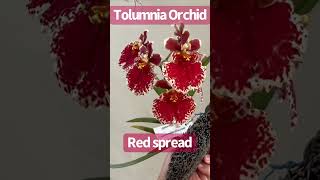 Small Orchid Tolumnia Red Spread [upl. by Noleta534]