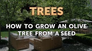 How to Grow an Olive Tree From a Seed [upl. by Hildy]