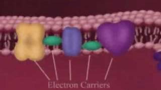 Electron Transport [upl. by Noit]