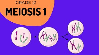 Meiosis 1  Crossing over and Phase identification [upl. by Atterual]