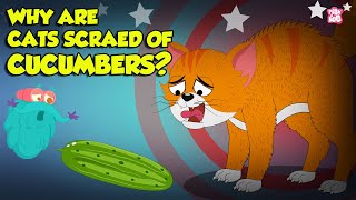 Why are Cats Scared of Cucumbers  Cats vs Cucumber  Funny Scared Kitty  The Dr Binocs Show [upl. by Ellenor793]