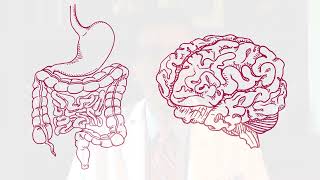 What is the Gut Brain Axis [upl. by Neelhtakyram369]