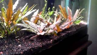 How to Propagate Cryptocoryne Wendtii [upl. by Aurelius]