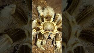 Costa rican zebra tarantula Aphonopelma seemanni feeding black cricket [upl. by Aanas]