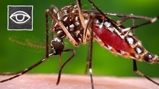 Het Zika Virus Complot  Strikt Geheim [upl. by Nahta747]