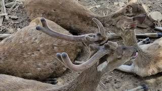 These deer are very beautiful they eat grass [upl. by Iahcedrom]