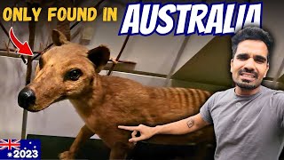 Melbourne ka Museum  MrMogambo Australian Vlog [upl. by Elwyn]