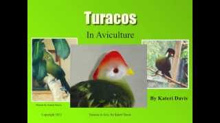 Turacos In Aviculture  Basics [upl. by Bert648]