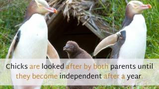 18 Unknown Facts You Should Know About Yellow Eyed Penguin [upl. by Rozek441]