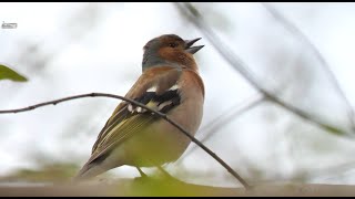 🐦 chaffinch sound 2021 🐦 in 4K  UHD 🐦 by ani male [upl. by Ijan]