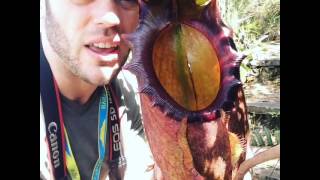 Nepenthes Raja worlds largest species of carnivorous plant [upl. by Oiziruam]