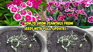 HOW TO GROW DIANTHUS FROM SEEDS WITH FULL UPDATES [upl. by Anel107]