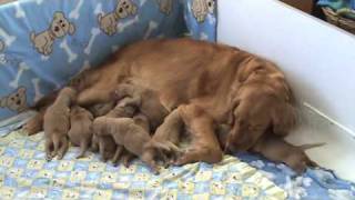 Golden Retriever Puppies  5 days old [upl. by Enytsirk517]