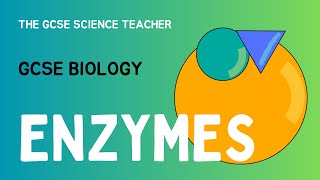 GCSE Biology Lesson 3 Enzymes AQA OCR Edexcel [upl. by Brenden]