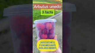 Strawberry tree 3 facts to know [upl. by Iznik224]