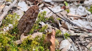 Morilles laissées sur place 290324 on y retourne dici quelques jours pour voir la différence [upl. by Rolyat]