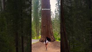 Sequoias 🫶🏽✨ giant sequoia california fitnessmodel [upl. by Joan]