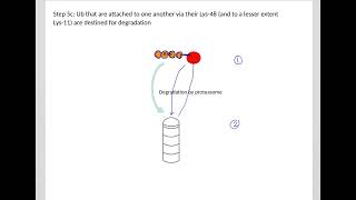 528 Understand not memorize metabolism Ubiquitin Proteasome System and Autophagy [upl. by Pearlman137]