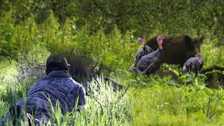 Wild Pig Hunting Lake Sonoma Last day of the season 20yard Stalk Onto the Big Boar [upl. by Perdita518]