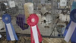 2024 Paulding County Fair 4H Barns [upl. by Eiresed]